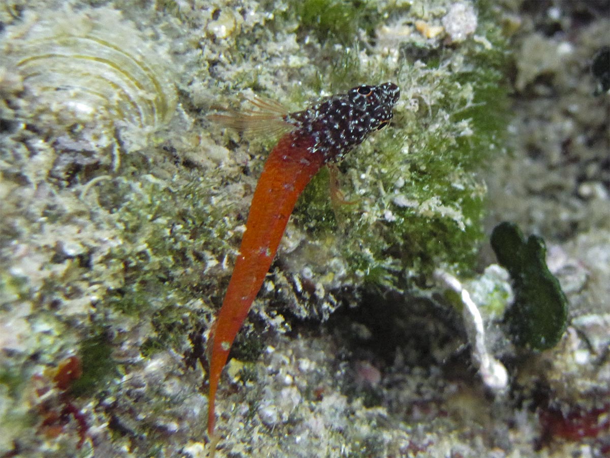 Tripterygion melanurus